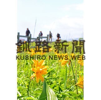 エゾカンゾウ見頃　霧多布湿原、夏の風物詩(2022-07-01)