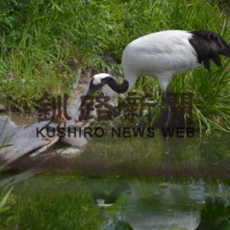 タンチョウひな２羽誕生　「グルス」と自然公園で(2022-06-23)