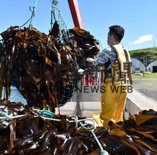 歯舞地区ナガコンブ漁初水揚げ　生育にばらつき(2022-07-26)