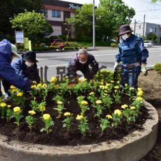 国道沿い季節の花で飾る　根室市老連が植え込み作業(2022-07-06)
