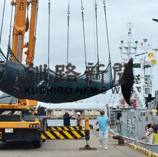 商業捕鯨今年初　ミンククジラ２頭、釧路港に水揚げ(2022-07-23)