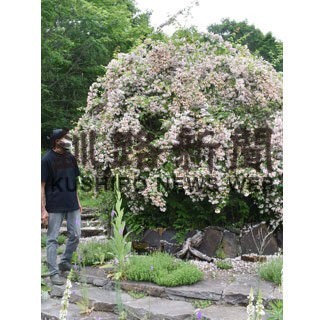 草花楽しみ くつろいで　北欧舎 今年もカフェ開始(2022-07-10)