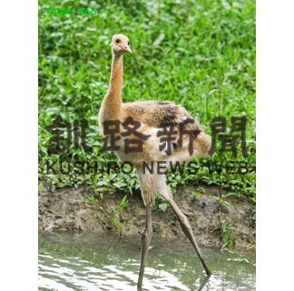 台湾のタンチョウのヒナ　哩鶴（リーホー）命名(2022-09-22)