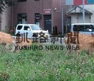 エゾシカ関連事故、初の６００件超　釧路振興局５年連続で増加(2022-09-03)