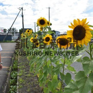絆のヒマワリ咲き誇る　くしろバス　交通安全を再確認(2022-09-05)