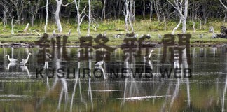 水面に映るアオサギ　野付半島(2022-09-18)