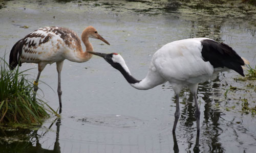 ひなの名前「ヒナタ」に 阿寒国際ツルセンター、来館呼び掛け(2022-10-07)