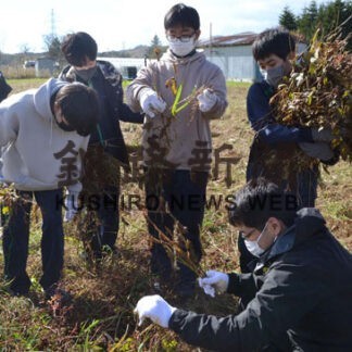 黒大豆の収穫を白糠高生が体験　総合的探究時間の一環(2022-10-29)