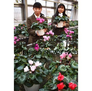 丹精込めたシクラメン　別海高生、７日から３３０個販売(2022-10-30)