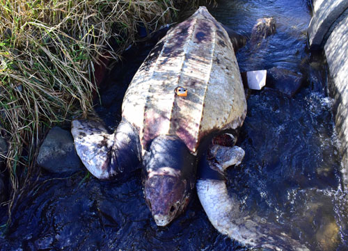 オワッタラウシ川にオサガメの死骸漂着 市民が発見(2022-10-12)