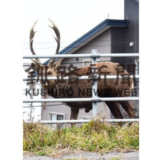 ３本足エゾシカ健在　生きるため越冬準備(2022-11-30)