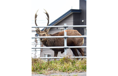 3本足エゾシカ健在 生きるため越冬準備(2022-11-30)