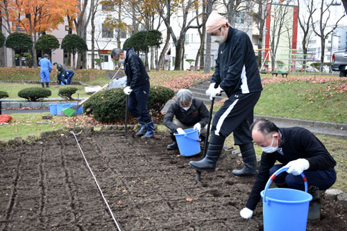 公園に美しい彩り 花壇に球根植栽(2022-11-12)