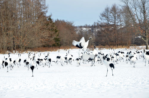 タンチョウ高病原性確認で給餌場や靴底消毒徹底(2022-11-30)