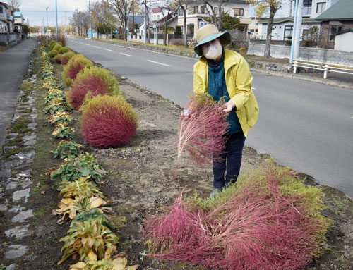 花壇のコキア荒らされる 美原2丁目町内会「怒り心頭」(2022-11-02)