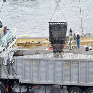 道東沖巻き網、マイワシ漁獲金額９７億８４３３万円３１％増(2022-11-03)