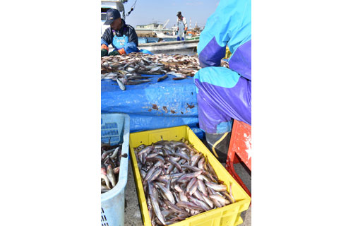 釧路海域 シシャモ漁獲43%増97㌧、体長過去最大(2022-12-02)