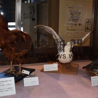 エトピリカなどピックアップ展示　ニタイ・ト(2023-01-14)