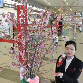 早春感じる琉球寒緋桜　釧路空港ＪＡＬカウンター前に展示(2023-01-24)