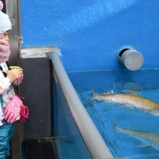 イトウへの餌やり「楽しい」　サーモン科学館特別企画(2023-02-05)