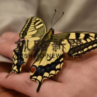 園児が育てたキアゲハ羽化　認定こども園あおぞら(2023-03-25)