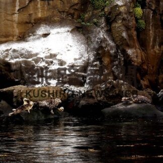 根室の森さん最優秀賞　フォトコンに道内外から２２２点(2023-03-08)