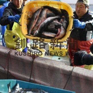 サケ・マス初水揚げ　小型流し網、６隻帰港、４㌧(2023-04-13)