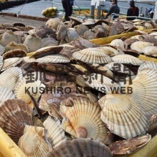 春ホタテ初水揚げ　成貝高値、前年上回る(2023-04-05)