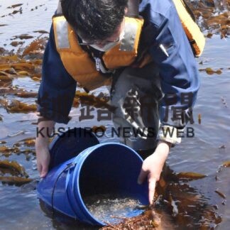 花咲稚ガニ２９万匹放流(2023-04-25)
