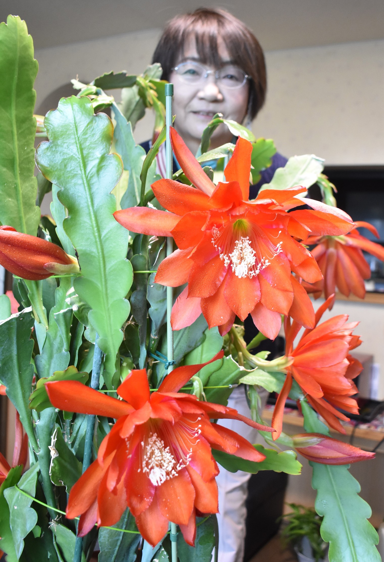 クジャクサボテン葛西さん宅で開花(2023-05-09)