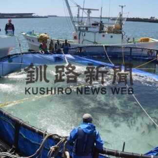 トラウトサーモン養殖釧路でも開始　冷涼気候生かし全国へ(2023-05-26)