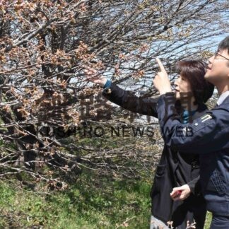 サクラ観測始まる(2023-05-02)