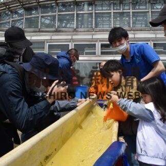 サケの稚魚放流、里親ら育てた１万５０００匹(2023-05-06)