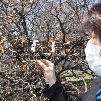 桜前線 根室で終着　観測史上最も早い開花(2023-05-04)