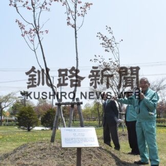 「幣舞義美八重」新種の原木観察　釧路サクラ守創造塾(2023-05-19)