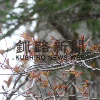 赤と緑　対比鮮やか　阿寒湖で〝春紅葉〟(2023-05-05)