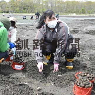 野付湾、アサリがいっぱい　標津高生が潮干狩り実習(2023-05-30)