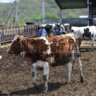 乳牛 夏季放牧始まる　音別の育成牧場(2023-05-18)