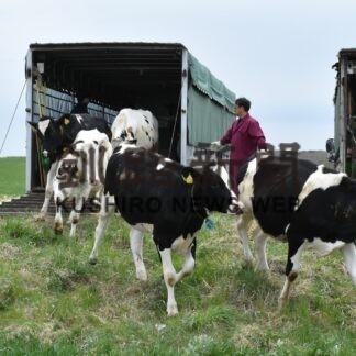 預託牛の放牧開始　厚岸町営牧場(2023-05-23)