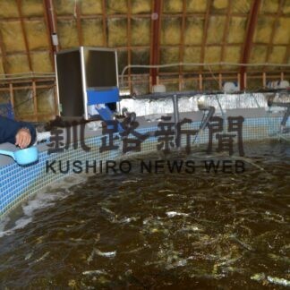 陸上養殖で生食用サケ　日本製紙跡地で実証試験【釧路市】(2023-06-16)