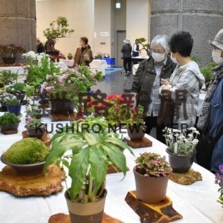 春の山野草かれんに　１２１種類出品、展示会【釧路市】(2023-06-04)