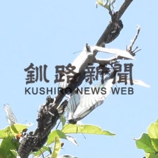 エゾシロチョウ羽化ピーク　ひぶな幼稚園児が観察【釧路市】(2023-06-28)