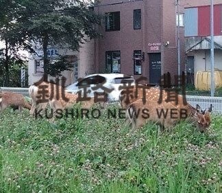 エゾシカ関連事故６１４件　５年ぶり減少　２２年釧路管内(2023-06-04)