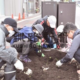 北大通歩道花壇でコスモスの種まき　霧・ワイルドフラワーファンクラブ【釧路市】(2023-06-07)