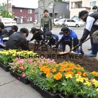 ５００㍍の街路升植栽 きれいな街並みに【釧路町】(2023-06-14)