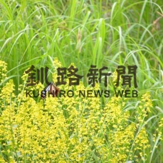 「旅する蝶」釧路でも　春採公園【釧路市】(2023-06-13)