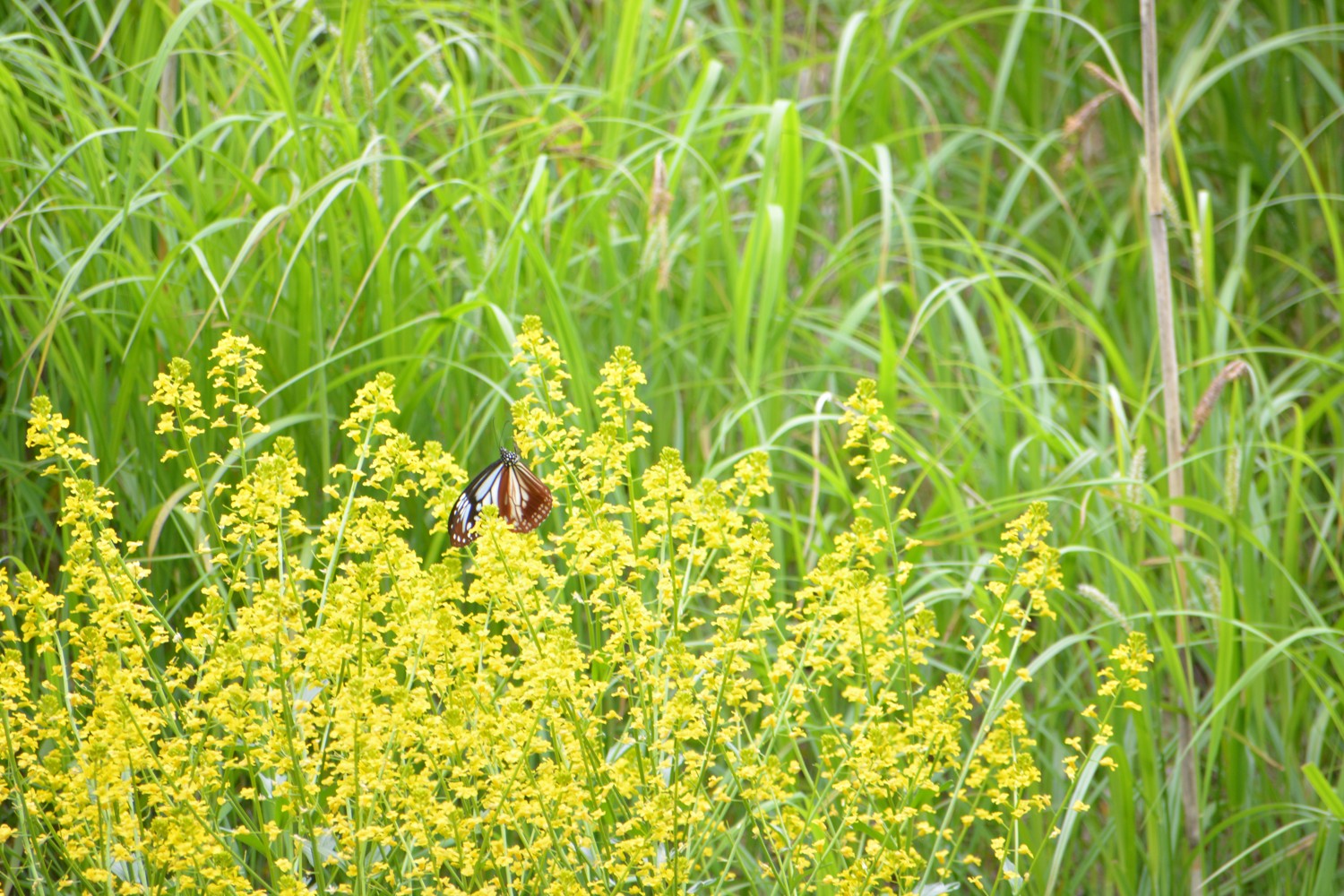 「旅する蝶」釧路でも 春採公園【釧路市】(2023-06-13)