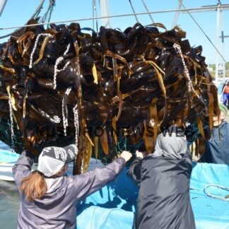 サオマエコンブ漁始まる【釧路市】(2023-06-21)