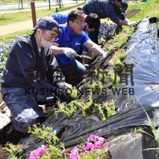 プロムナード、花で彩り　町商工会青年部が芝桜、苗植栽【釧路町】(2023-06-13)