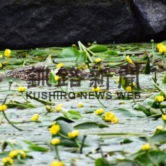 初夏彩るネムロコウホネ見頃【根室】(2023-06-18)